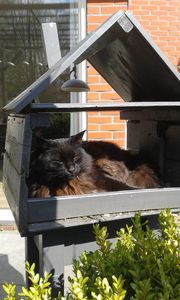 Maine Coon Binq